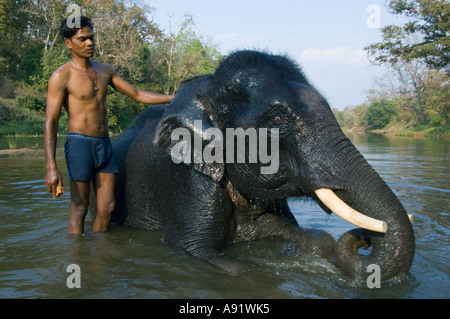 Indien, Kanha National Park, Mahout badet arbeiten Elefanten im Stream, Asiatischer Elefant (Elephas Maximus) Stockfoto