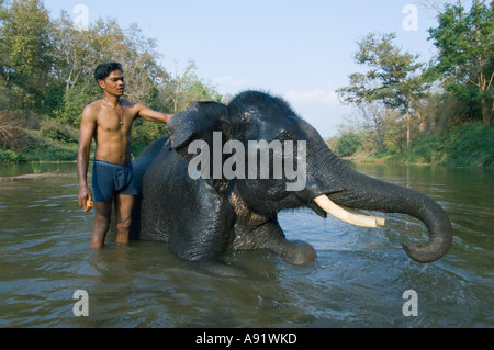 Indien, Kanha National Park, Mahout badet arbeiten Elefanten im Stream, Asiatischer Elefant (Elephas Maximus) Stockfoto