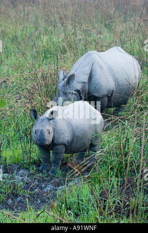 Asiatische einen gehörnten Nashorn (Rhinoceros Unicornis) Kaziranga Nationalpark Assam Indien Mutter und baby Stockfoto