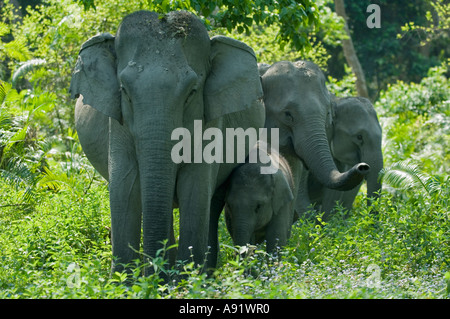 ASIATISCHE oder indische Elefant (Elephas Maximus) KAZIRANGA Nationalpark Assam Indien Familie im Wald Stockfoto