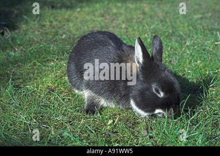 Netherland Zwerg Kaninchen Essen Rasen im Garten Stockfoto