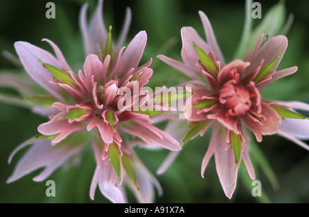 Indian Paintbrush, NP Banff, Alberta, Kanada Stockfoto