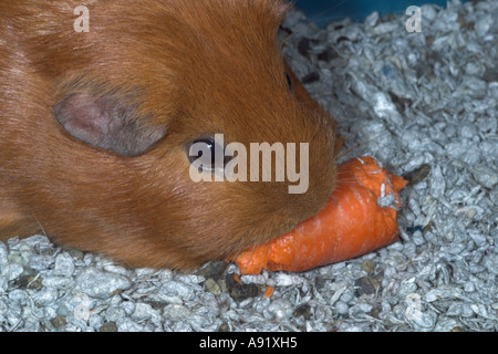 Meerschweinchen, die eine Karotte fressen. Stockfoto