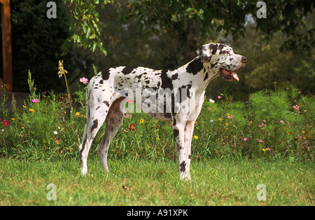 Deutsche Dogge / Deutsche Dogge - stehend auf Wiese Stockfoto