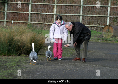 Fütterung der Enten Stockfoto