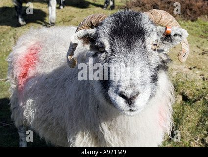 Swaledale Sheeps Head mit gekrümmten Hörnern an Sie. Stockfoto