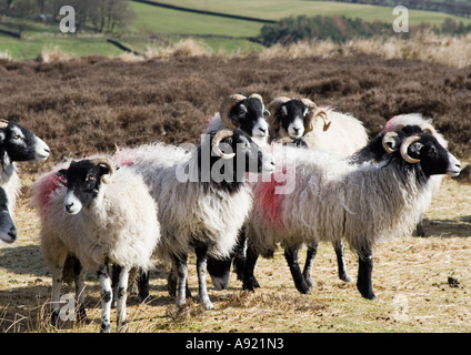 Eine Herde von swaledale Schafe auf der North York Moors im Winter. Stockfoto