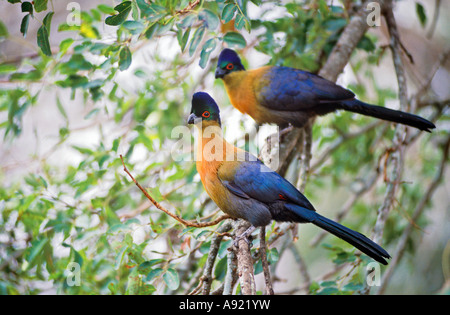 Turako (Tauraco porphyreolophus). Zwei Erwachsene Vögel saßen in einem Baum Stockfoto