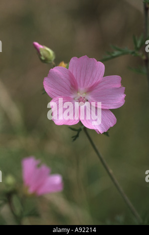 MOSCHUSMALVE, Malva Moschata, wächst in Bute Park, Cardiff, Südwales, U.K Stockfoto