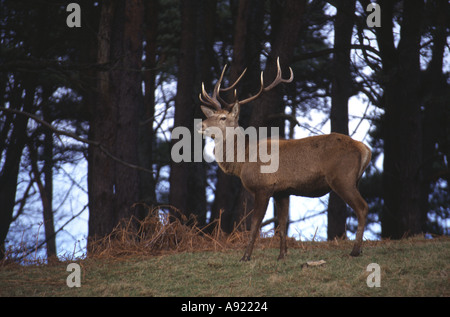 RED DEER Hirsch, Cervus Elaphus, West Glamorgan, Margam Park, Port Talbot, South Wales, U.K Stockfoto