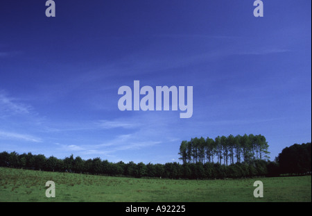 Lombardei PAPPELN, Populus Nigra Var. Italica und blauem Himmel im Sommer Llandeilo, Powys, Mid Wales, U.K - in eine Feld-Hecke Stockfoto