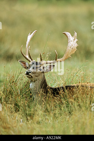Damwild auf Wiese / Dama Dama Stockfoto