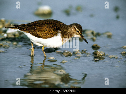 Flussuferläufer - im Wasser stehend / Actitis Hypoleucos Stockfoto