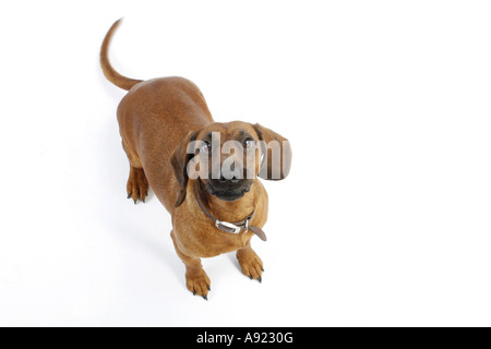 Tiroler Bracke - Ausschneiden Stockfoto