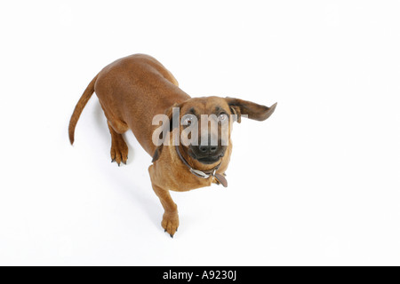 Tiroler Bracke - Ausschneiden Stockfoto