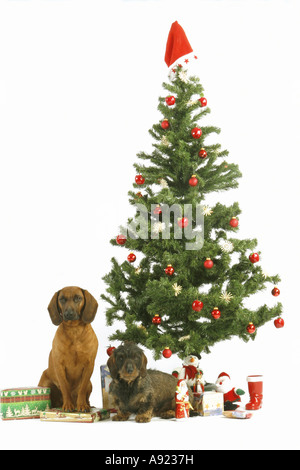 Tiroler Bracke und Rauhaar Dackel - Weihnachtsbaum Stockfoto