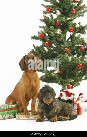 Tiroler Bracke und Rauhaar Dackel - Weihnachtsbaum Stockfoto