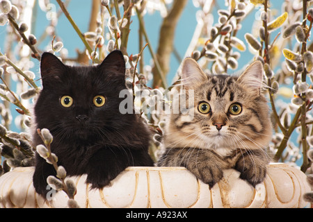 zwei sibirischen Waldkatzen - vor Kätzchen Stockfoto