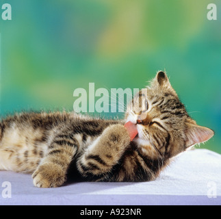 junge Britisch Kurzhaar Katze - putzen sich Stockfoto