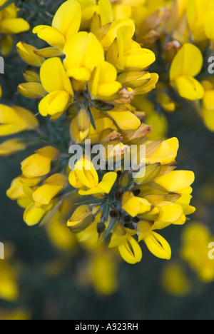 Ginster Busch hautnah Stockfoto
