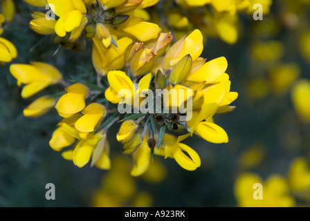 Ginster Busch hautnah Stockfoto