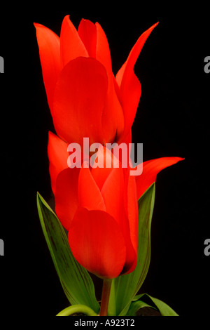 Rote Tulpe Blumen Stockfoto