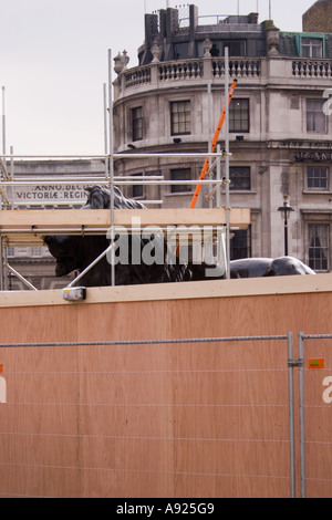 Gerüst an einem der berühmten Löwen am Fuße des Nelson Säule am Trafalgar Square in London, England im Frühjahr 2006. Stockfoto