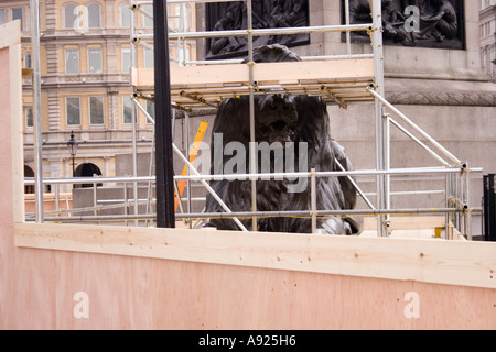 Gerüst an einem der berühmten Löwen am Fuße des Nelson Säule am Trafalgar Square in London, England im Frühjahr 2006. Stockfoto