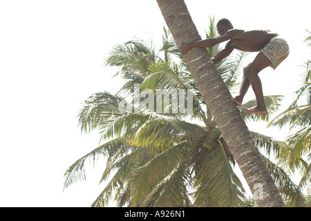 Junge Kokosnuss Kletterbaum Ghana Westafrika Stockfoto