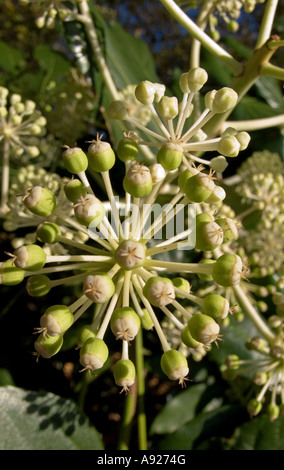 Fatsia Japonica, England, UK Stockfoto
