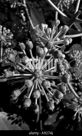 Fatsia Japonica, England, UK Stockfoto