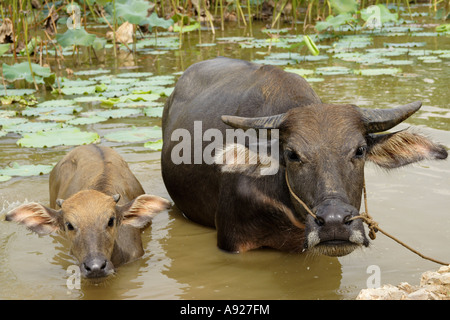 Nahaufnahme von Wasserbüffel und Kalb Abkühlung unter die Lilien in der Nähe von Yangshuo, Guilin China Stockfoto