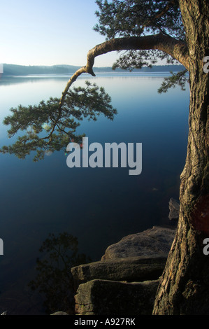 Kiefer, die über dem Wasser hängen. Lake Finnsjön, Schweden Stockfoto