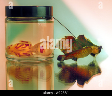 STILL-LEBEN. MENSCHLICHEN FÖTUS (FETUS) IN PRÄPARATEGLAS MIT SAATGUT UND HERBST BLATT ÜBER LEBEN, ABTREIBUNG, NATUR KOMPLEXE METAPHER Stockfoto