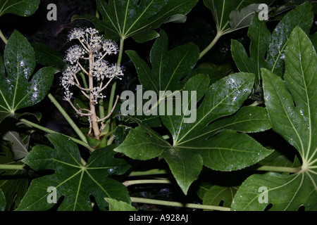 Fatsia japonica Stockfoto