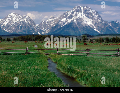 Grand Teton National Park in Wyoming Rinder grasen auf einer Weide mit Mount Moran und der Teton-Gipfeln im Hintergrund zeigt Stockfoto