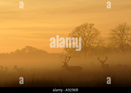 Hirsche im Park landen England, wie am Abend Nebel rollt und Sonnenuntergang hinter ihnen.  Winterzeit. Stockfoto