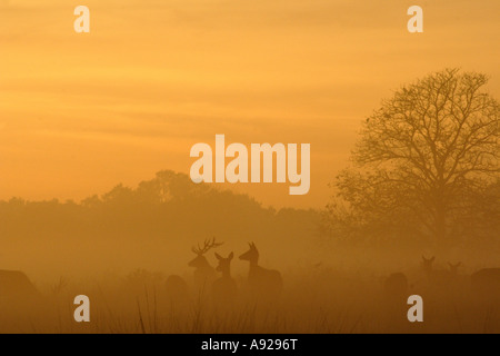 Hirsche im Park landen England, wie am Abend Nebel rollt und Sonnenuntergang hinter ihnen.  Winterzeit. Stockfoto