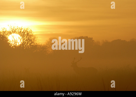 Hirsche im Park landen England, wie am Abend Nebel rollt und Sonnenuntergang hinter ihnen.  Winterzeit. Stockfoto