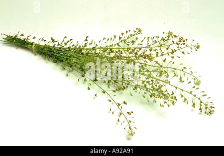 Capsella Bursa-Pastoris, bekannt durch seine gemeinsamen Namen Hirtenplatz-Geldbörse Stockfoto