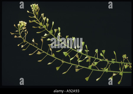 Capsella Bursa-Pastoris, bekannt durch seine gemeinsamen Namen Hirtenplatz-Geldbörse Stockfoto