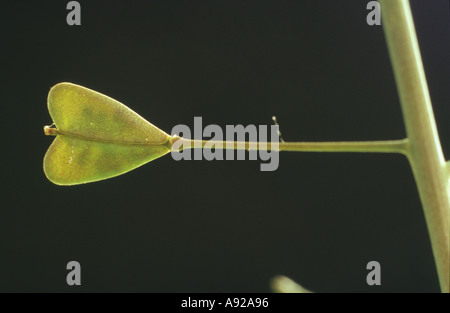 Capsella Bursa-Pastoris, bekannt durch seine gemeinsamen Namen Hirtenplatz-Geldbörse Stockfoto