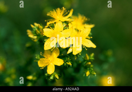 Johanniskraut, Hypericum Perforatum, auch bekannt als Tipton Unkraut, Kolophonium Rose, Goatweed, Jagd-Teufel, Klamath weed Stockfoto