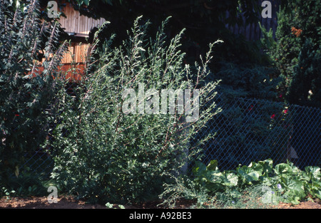 Heilpflanze Gewürz Kräuter Beifuß Beifuss Artemisia vulgaris Stockfoto