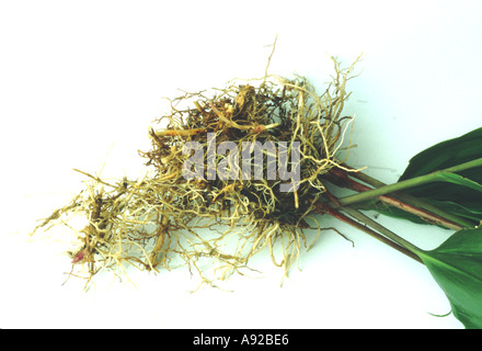 Heilpflanze Wurzeln von Lily Of The Valley Convallariaarten Majalis Maigloeckchen Stockfoto