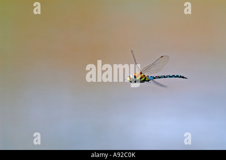 Fliegende Migrant Hawker (Aeshna Mixta) Stockfoto