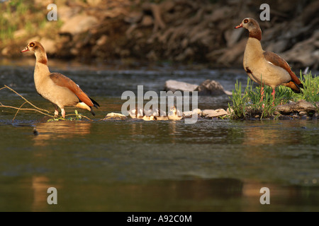 Nilgans (Alopochen Aegyptiacus) mit Küken Stockfoto