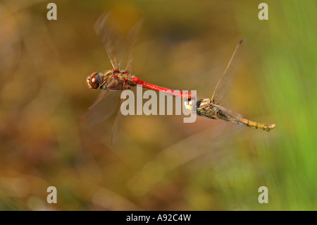 Vagrant Darter (Sympetrum Vulgatum) Stockfoto