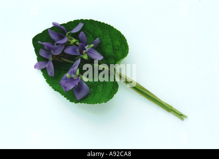 Heilpflanze kleine Bündel von Süße Veilchen Viola Odorata Bundesligisten Stockfoto