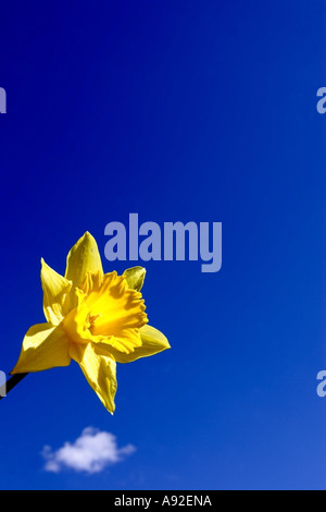 einzigen sonnigen Narzisse gegen blauen Himmel Stockfoto